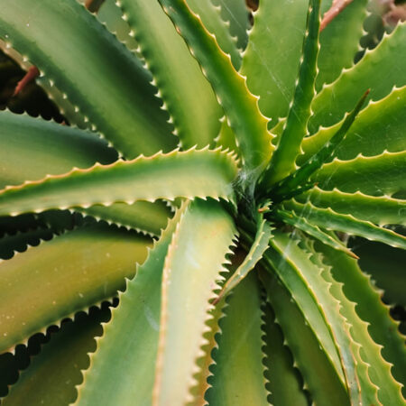 Aloe Vera (Mshubiri)