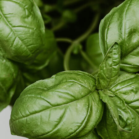 Basil