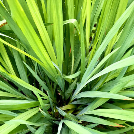 Lemongrass (Tangawizi ya limau / Mchai chai)