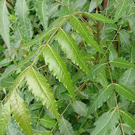 African Basil