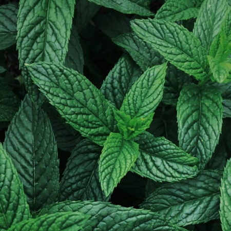 Mint